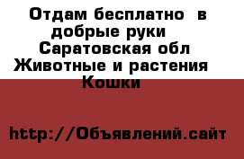 Отдам бесплатно, в добрые руки. - Саратовская обл. Животные и растения » Кошки   